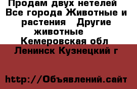 Продам двух нетелей - Все города Животные и растения » Другие животные   . Кемеровская обл.,Ленинск-Кузнецкий г.